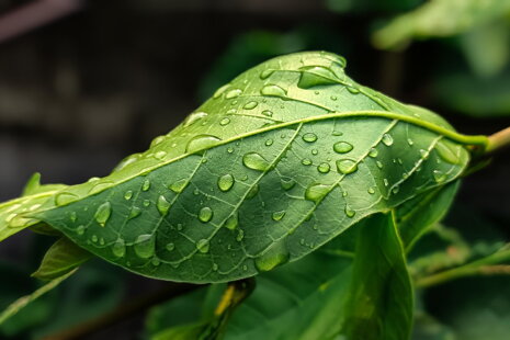 Proč je hospodaření s dešťovou vodou stěžejní pro budoucnost domácností i krajiny